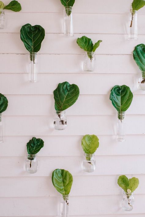 Propagation Wall, Plants Low Light, Indoor Plants Low Light, Plants In Jars, Garden Scissors, Hanging Hats, Weekend Crafts, Plant Guide, Office Plants