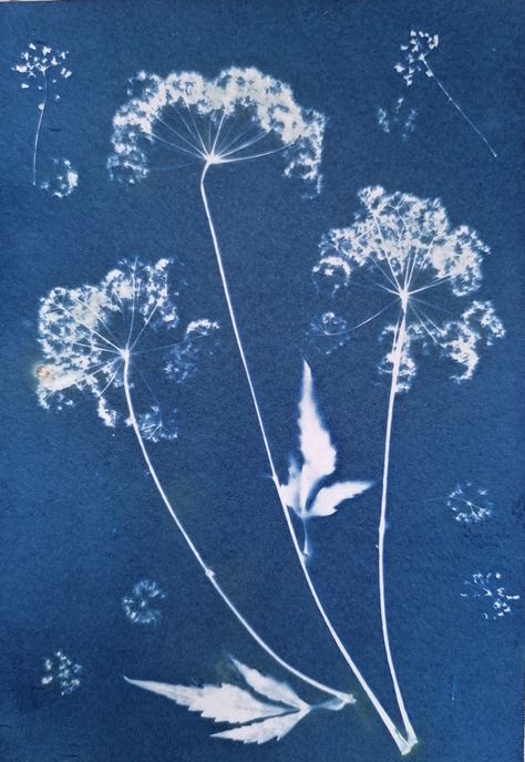 Anna Atkins, Diy Solar, Photoshop Design, Blue Aesthetic, Botanical Prints, Watercolor Paper, Constellations, Printmaking, Flower Art