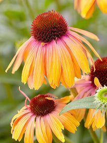 Echinacea Rainbow Marcella, Echinacea Colors, Coneflower Bouquet, True Summer Colors, Perennial Borders, Echinacea Flower, Cone Flowers, Container Planting, True Summer