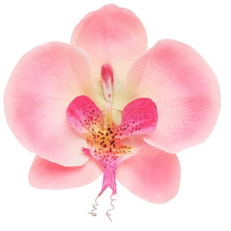 Orchid Clip, Flowers In Your Hair, Cosmopolitan Magazine, Flower Icons, Phalaenopsis Orchid, Flower Therapy, Pink Orchids, No Rain, Tropical Vacation