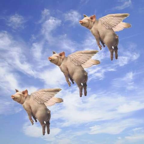 Flying Pigs, Window Poster, When Pigs Fly, April Fools Pranks, Cute Piglets, Pig Illustration, Pigs Fly, Astronaut Wallpaper, Pig Shirts