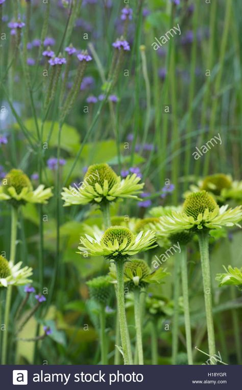 Echinacea Green Jewel, Echinacea Purpurea, Orange And Purple, Backyard Garden, Terrarium, High Resolution, Herbs, Stock Images, Resolution