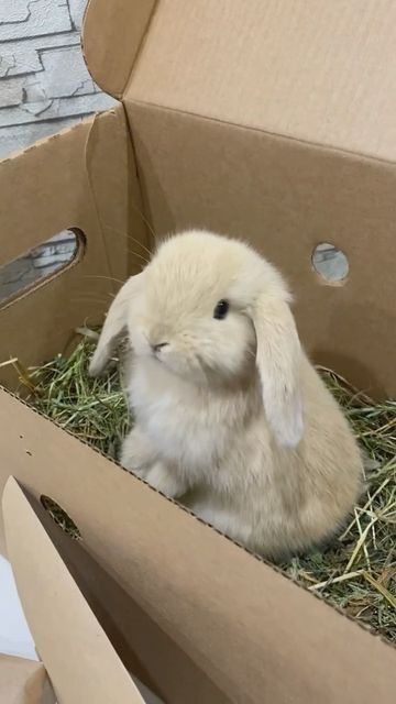 Cute Bunny Breeds, Real Bunny Wallpaper, Bunny Pet Aesthetic, Bunnies As Pets, Bunny As A Pet, Bunny Asethic, Pet Bunny Aesthetic, Cute Bunny Pics, Small Bunnies