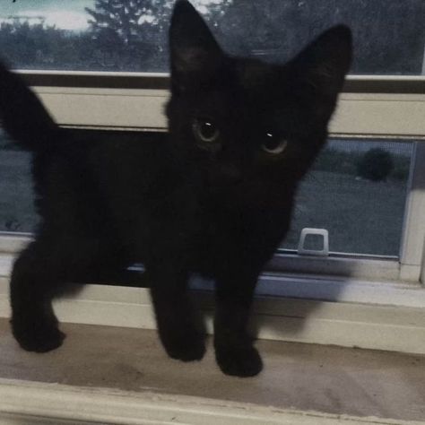 Black Kitty Aesthetic, Black Kitten Aesthetic, Cute Black Kitten, Black Cat Aesthetic, Black Kitty, Silly Cats Pictures, Cute Cats Photos, Black Kitten, Cute Black Cats