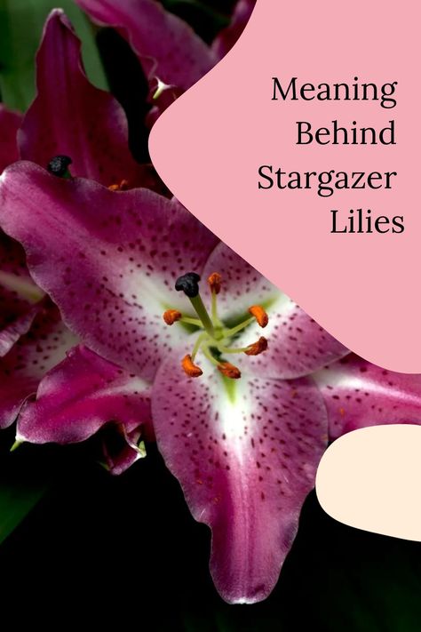 Additionally, the meaning of stargazer lily meaning symbolism can be influenced by their color, with white stargazer lilies representing purity. Overall, Stargazer Lily Tattoo Color, Lily Tattoo Color, Lilly Painting, Stargazer Lily Tattoo, Lily Meaning, Stargazer Lilly, Lily Wallpaper, Tattoo Color, Asiatic Lilies