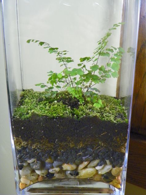 A fern box is a lovely terrarium. This one shows the four layers that create your planting base. Fern Terrarium, Orchid Terrarium, Plants Terrarium, Open Terrariums, Ferns Garden, Mini Terrarium, Large Flower Pots, Terrarium Ideas, Mini Gardens