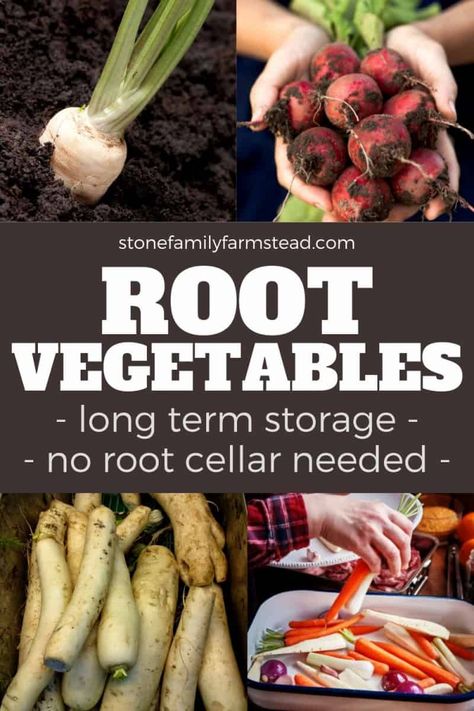 Growing a ton of root vegetables, but have no idea how to keep them fresh for the year? No worries -- you can learn root vegetable storage pretty easily! Use these carrot, onion and potato storage ideas for your more commonly used root veggies, PLUS learn how to store other root veggies like beets, sweet potato, and more! Each root veggie has it's own temperature and humidity preferences, and as long as you follow those, you'll be enjoying root veggies all year! #vegetables #storage #longterm Potato Storage Ideas, Root Vegetable Storage, Beets Sweet Potato, Onion And Potato Storage, Vegetable Storage Ideas, How To Store Beets, Storing Root Vegetables, Carrot Storage, Vegetables Storage