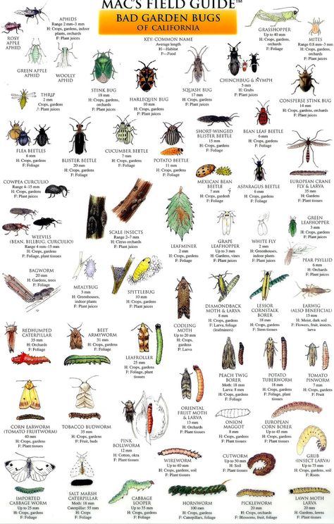 Bad bugs Garden Pests Identification, Bug Identification, Insect Identification, Get Rid Of Bed Bugs, Design Bad, Bad Bugs, Rid Of Bed Bugs, Garden Bugs, Plant Pests