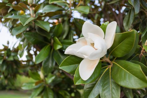 Hybrid Poplar Tree, Magnolia Tree Landscaping, Southern Magnolia Tree, Silver Maple Tree, Drought Tolerant Trees, Magnolia Grandiflora, Southern Magnolia, Magnolia Tree, Invasive Plants