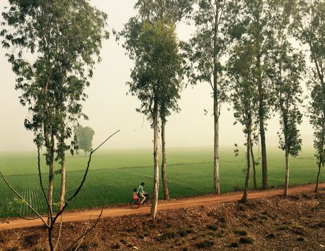 Village Road by rice fields , West Bengal West Bengal Village, Village Road, Rice Fields, Fields Photography, West Bengal, Over The Years, Country Roads, Rice, Road