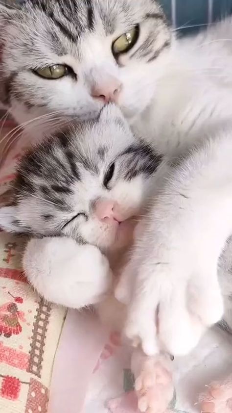 Gatti Cute, Cute Love Video, Cute Animals Videos, Cute Animals Cat, Cute Cat Video, Animals Video, Cats Videos, Cute Video, Baby Animals Pictures