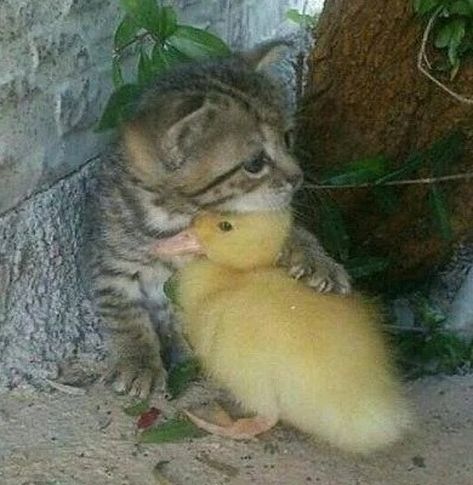 Unlikely Animal Friends, Showing Love, Image Chat, Animals Friendship, Cute Animal Pictures, Cute Creatures, Sweet Animals, Funny Animal Pictures, 귀여운 동물