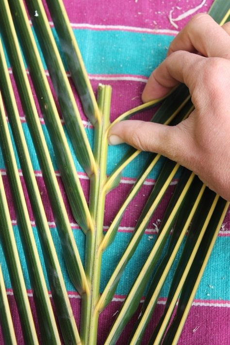 Palm Weaving, Palm Leaf Baskets, Palm Leaf Art, Palm Frond Art, Flax Weaving, Basket Weaving Diy, Coconut Leaves, Palm Tree Art, Weaving Tutorial