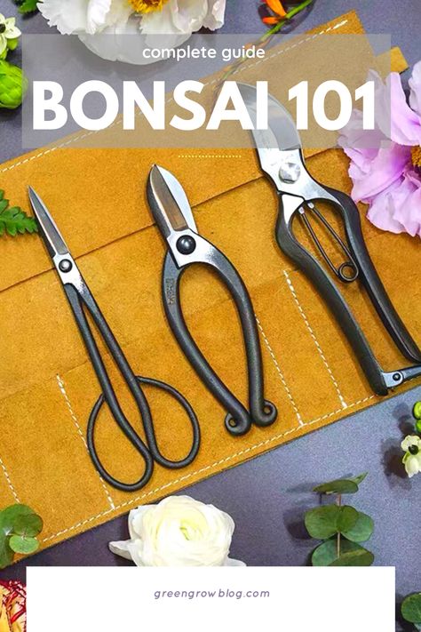 Bonzi Trees, Bonsai From Seed, How To Grow Bonsai, Growing Bonsai, Plant Obsession, Indoor Plants Styling, Bonsai Tree Care, Bonsai Soil, Tree Seedlings