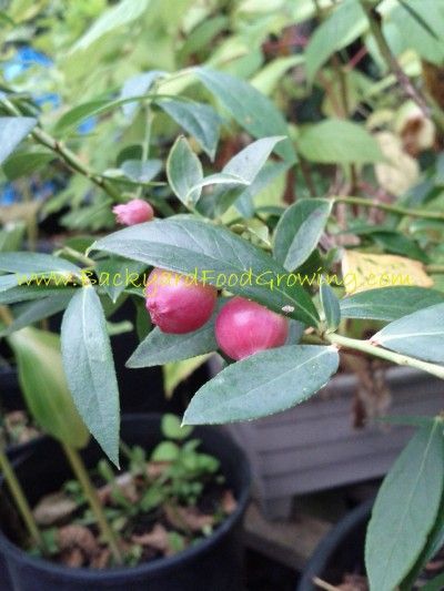 Pink Lemonade Blueberry - Backyard Food Growing Blueberries In A Pot, Blueberries In Pots, Pink Pots, Pink Lemonade Blueberry, Grow Blueberries, Blueberry Gardening, Food Growing, Backyard Food, Growing Raspberries