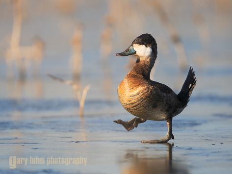 Ruddy Duck, male, walking on ice. Vic Fazio Yolo Wildlife Area, California, Duck Fishing Game, Waterfowl Taxidermy, Duck Stamp, Pet Ducks, Cute Ducklings, Duck House, Duck Duck Goose, Animals To Draw, Funny Duck