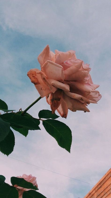 Aesthetic Roses, Vintage Hipster, Wallpaper Pastel, Iphone Wallpaper Tumblr Aesthetic, Trendy Flowers, Aesthetic Pastel, Iphone Wallpaper Vintage, Aesthetic Pastel Wallpaper, Tumblr Wallpaper