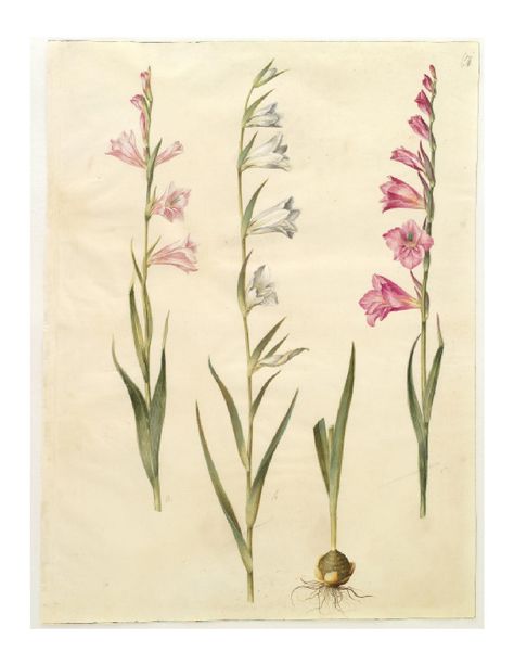 Flowers I Gottorfer Codex Gladiolas Tattoo, Gladiolus Flower Meaning, Gladiolus Flower Tattoos, Gladiolus Tattoo, Gladiolus Flower, Family Flowers, Gladioli, Garden Illustration, Birth Flower Tattoos