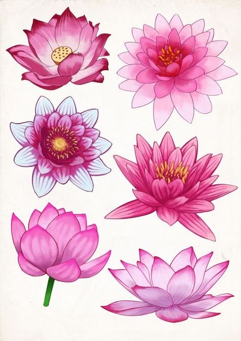 Flower Studies, Lotus Flower Drawing, Pink Lotus Flower, Mandala Lotus, Lotus Flower Mandala, Lotus Flower Art, Lotus Painting, Lotus Art, Flower Sketches