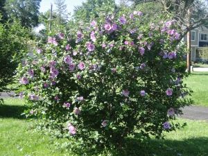 Hibiscus syriacus ‘Minerva’ (Rose of Sharon, Shrub Althea) | A Fascinating Green World Purple Rose Of Sharon, Hibiscus Syriacus, Seeds Gifts, Lavender Petals, Blue Lotus Flower, Garden Shrubs, Rose Of Sharon, Vase Shapes, How To Attract Hummingbirds