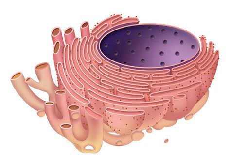 Endoplasmic Reticulum, Cell Organelles, Cell Forms, Eukaryotic Cell, Plant Cell, Fitness Logo, Botanical Illustration, Coach Dinky Crossbody, Stock Photography