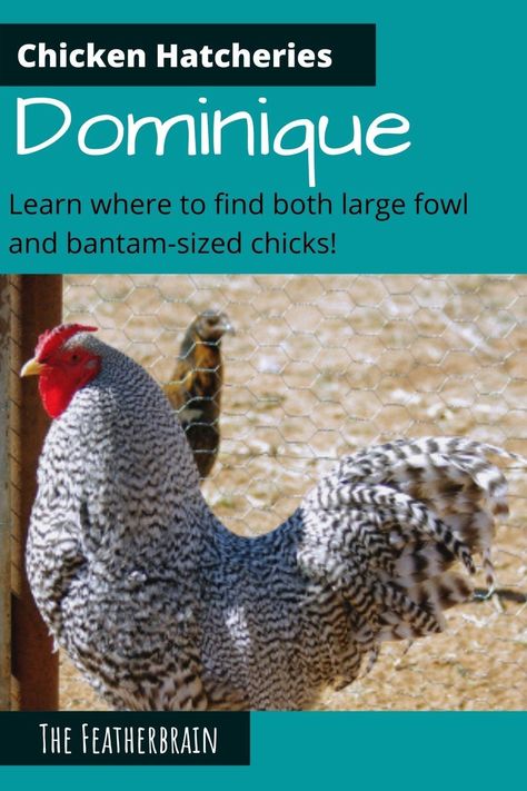 Check out this map that shows nearly all Dominique breeders in the U.S., and breaks them up by the variety sold! You'll also see what the varieties look like (with videos of hens, roosters, and chicks). Find the perfect backyard breed for you! Best Meat Chicken Breeds, Dominique Chickens Breed, Dominique Chicken, Dominique Chickens, Types Of Chickens And Their Eggs, Bantam Chicken Breeds With Pictures, Best Egg Layers Chicken Breeds, Chicken Facts, Bantam Chickens