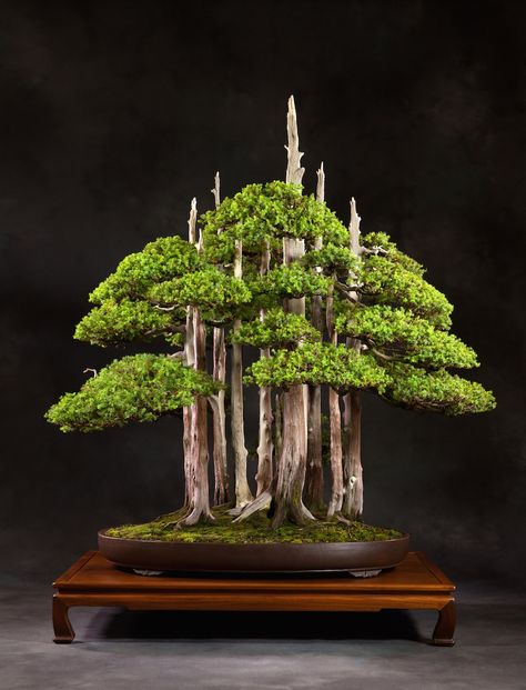 Iconic Bonsai; Goshin by John Naka. #bonsai                                                                                                                                                                                 More Bonsai For Beginners, Bonsai Forest, Bonsai Tree Types, Bonsai Care, Japanese Bonsai, Gladioli, Indoor Bonsai, Cherry Blossom Festival, Magic Garden