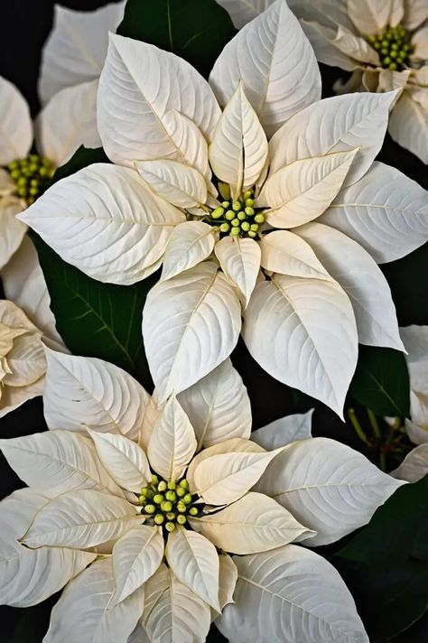 39 Dreamy White Christmas Decor Ideas for a Magical Holiday Season! – Curated Living Spaces White Poinsettia Wreath, White Poinsettia Christmas Decor, Christmas Poinsettia Decorations, Pointsetta Christmas, White Christmas Flowers, White Christmas Decor Ideas, Pretty Porches, Poinsettia Decor, White Poinsettia