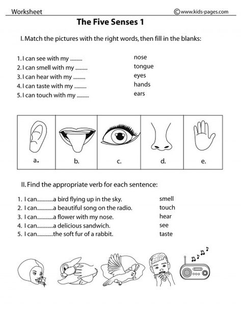 5 Senses Worksheet For Grade 1, Sense Organs Worksheets For Grade 1, Senses Worksheets For Kids, Sense Organs Worksheets, 5 Senses Worksheet, Five Senses Worksheet, Sense Organs, Body Parts For Kids, Human Body Worksheets