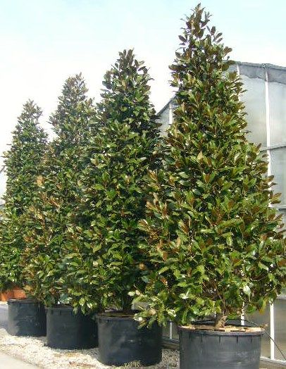 Magnolia Tree Landscaping, Potted Garden, Beautiful White Flowers, Conifers Garden, Magnolia Grandiflora, Hedging Plants, Magnolia Trees, Evergreen Trees, Landscape Trees