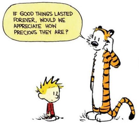 Life lessons from everyone's favorite six-year-old boy                                                                                                                                                                                 More Thought Bubble, A Thought, A Tiger, Calvin And Hobbes, Cartoon Character, A Cat, Quotes