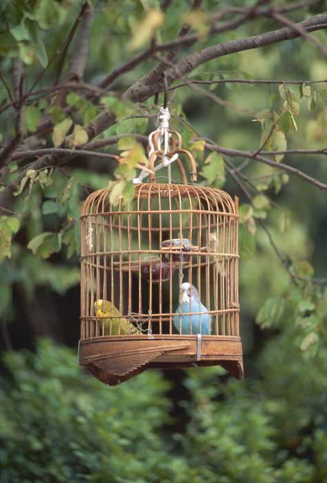 Bamboo Bed Frame, Cage Bird, Fairytale Creatures, Wings To Fly, Steel Barns, Modern Birds, At Family, Shabby Chic Bedding, Comfortable Home