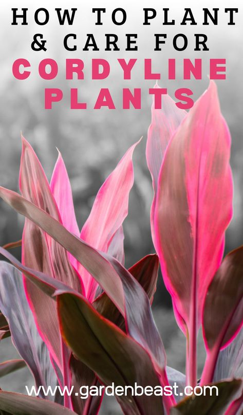 Read our complete guide to Cordyline for everything you will ever need to know! Tips for planting and caring for Cordyline Plants | cordyline plants landscaping | cordyline plants care | cordyline plants in pots |  #indoorcordylineplants #outdoorcordylineplants Cordyline Plants Landscaping Ideas, Cordylines In Pots, Cordyline Plants Landscaping, Cordyline Plants In Pots, Cordyline Plants, Cordyline Plant, Florida Patio, Plants That Like Shade, Plant Leaves Turning Brown