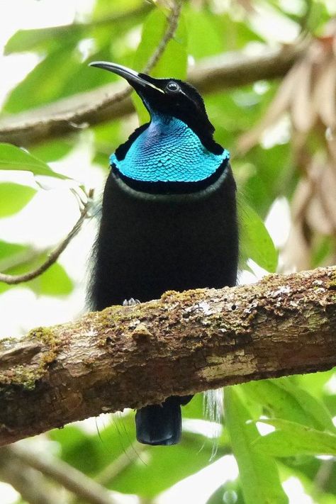 The Magnificent Riflebird male has glossy, velvet-black upperparts, a large, glossy-blue breast-shield with a fine black and yellow iridescent lower edge and otherwise dark olive-grey underparts. Long wispy plumes extend from the flanks, reaching as far as the end of the tail. The head, except for white eyebrows, the nape of the neck and the rest of the back are all dark olive. It is 34cm in length. White Eyebrows, Birds Of Australia, Rare Birds, Black And Yellow, Birds Of Paradise, Beautiful Birds, Black N Yellow, Eyebrows, The End