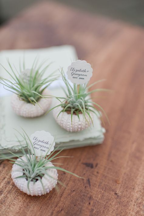 Air Plants Wedding Trend Air Plants Wedding, Spring Beach Wedding, Wedding Souvenirs Diy, Plant Wedding Favors, Diy Frühling, Trendy Wedding Favors, Spring Wedding Favors, Plant Party, Palm Wallpaper