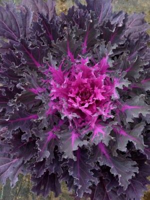 Ornamental kale 'Coral Queen'. Purple shades abound in this frilly head. Kale And Cabbage, Flowering Kale, Brassica Oleracea, Ornamental Cabbage, Ornamental Kale, Unusual Plants, Liquid Fertilizer, Cabbage Roses, Early Fall