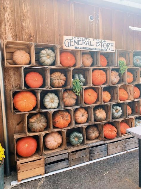 Fall Vendor Market, Gourd Display Ideas, Fall Market Display Ideas, Fall Farmers Market Display, Farmers Market Pumpkin Display, Fall Farm Stand Ideas, Fall Event Ideas For Work, Fall Farm Market, Fall Farmers Market Ideas