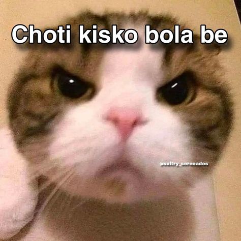 Funny Cats Pfp, Funny Dp For Instagram, Memes Pictures Mood, Dp For Instagram, Cat Text, Funny Compliments, Funny Stickman, Funny Dp, Funny Dialogues