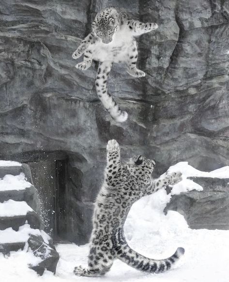 Fake Animals, Silly Cats Pictures, Pretty Animals, Silly Animals, Cute Wild Animals, Cute Animal Photos, Snow Leopard, Leopards, Silly Cats