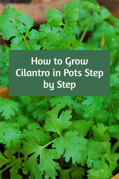 Grow Coriander At Home, How To Grow Coriander, Grow Cilantro Indoors, How To Grow Cilantro, Growing Coriander, Grow Cilantro, Plants Tattoo, Cilantro Plant, Cilantro Seeds