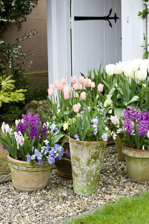 How to plant bulbs in the autumn for spring Small Cottage Garden Ideas, Spring Planter, Potted Flowers, Garden Containers, Gorgeous Gardens, Planting Bulbs, Decor Minimalist, Garden Cottage, Country Gardening