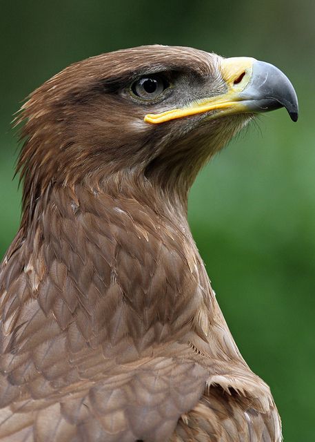 Steppe Eagle Steppe Eagle, Feathered Raptor, Bird Anatomy, Raptor Bird Of Prey, Raptors Bird, Big Birds, Animal Medicine, Eagle Pictures, Bird Carving