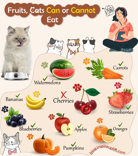 Meat eater cats can eat human foods like honey, beef, chicken; fruits like carrots, lettuce, apple, but cannot eat cherries, almonds or chocolates, read more! Food Cats Can Eat, Foods Cats Can Eat, Honey Beef, Meat Eater, What Cat, Human Food, Food Options, Best Fruits, Lettuce