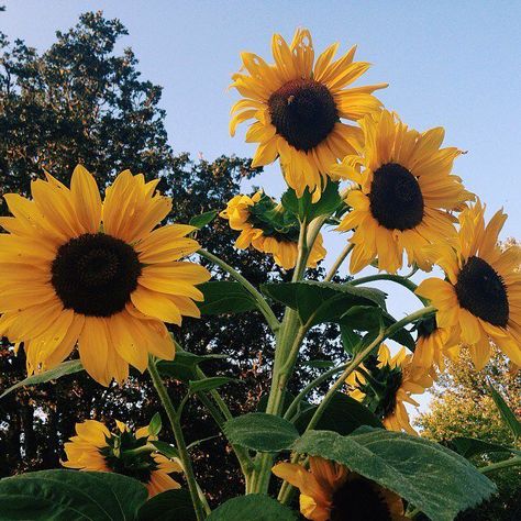 Sunflower Pictures, Plants Are Friends, Sunflower Wallpaper, Yellow Aesthetic, Mellow Yellow, Flower Child, Plant Life, Love Flowers, My Flower