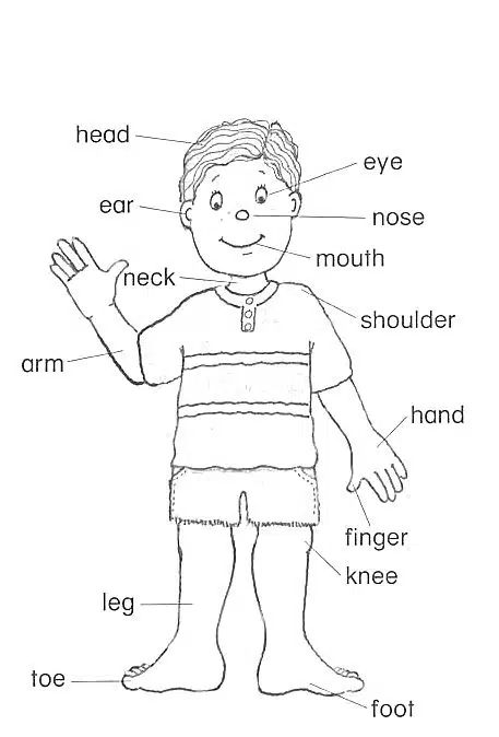 15 Fun Body Parts Learning Games and Activities for Kids - illustrated Tea Cup Body Parts Preschool Activities, Body Parts For Kids, Body Parts Preschool, Body Part Drawing, Free Kids Coloring Pages, Teaching Game, Learning English For Kids, Interactive Games, The Learning Experience