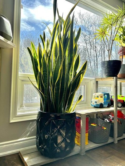 6 Indoor Plants That Release Oxygen 24 Hours | Balcony Garden Web Plants For Oxygen, Plants For Good Energy Home, Best Oxygen House Plants, Oxygen Producing House Plants, Indoor Plants That Don’t Need Sunlight, Small House Garden, Companion Planting Vegetables, Snake Plant Care, Herb Containers