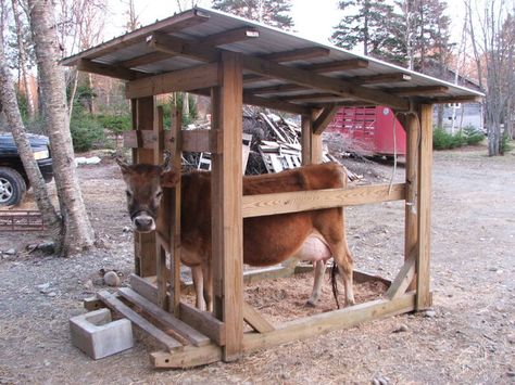 Would be cleaner than the barn... concrete floor and water line for clean up Cow Milking Stanchion, Cow Stanchion Ideas, Cow Stanchion, Milk Stanchion, Milking Stanchion, Farming House, Gado Leiteiro, Zebu Cow, Family Cow