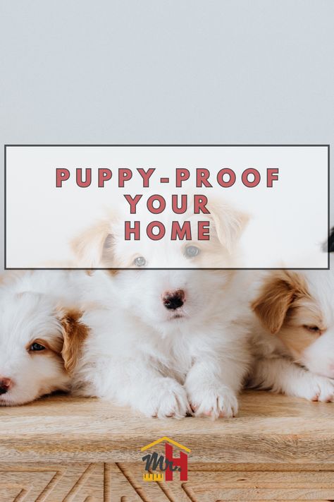 The key is puppy proofing your home. Create an environment that suits the needs of the new dog so they aren’t tempted by things they shouldn’t be getting into. Follow these tips from Mr. Handyman and you won’t need as many home repairs. How To Puppy Proof Your House, Home Modifications, Puppies Tips, Puppy Proofing, Potty Pads, Pet Door, Handyman Services, New Dog, Crate Training