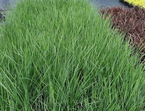 Lomandra longifolia Nyalla - Awa Nursery Lomandra Longifolia, Mass Planting, Grass Tree, Small Yellow Flowers, Erosion Control, Clay Soil, Coastal Landscape, Yellow Flowers, Planting