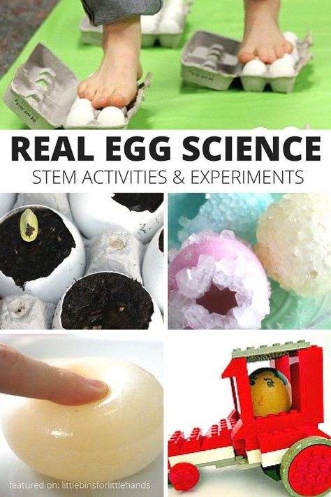 Real egg science experiments for kids! Use whole eggs and egg shells for awesome STEM projects including the rubber egg, crystal growing, seed growing, classic egg drop challenge and more! Science Stem Activities, Egg Science, Easter Stem, Easter Science, Egg Experiments, Stem Projects For Kids, Raw Eggs, Experiments Kids, Science Stem